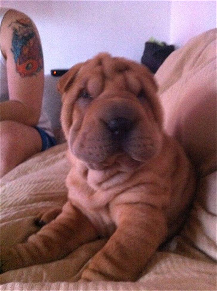 Shar pei Belle billede 6