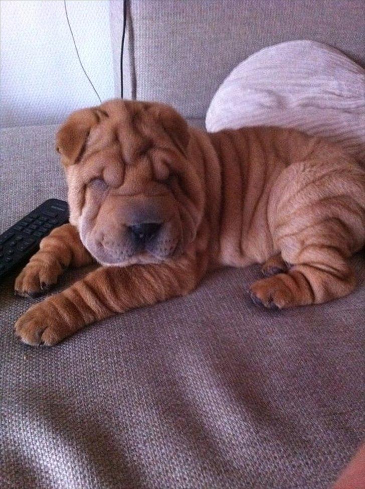 Shar pei Belle billede 7