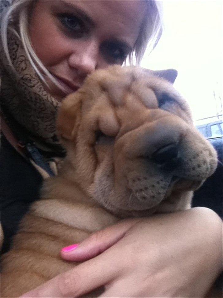 Shar pei Belle billede 8