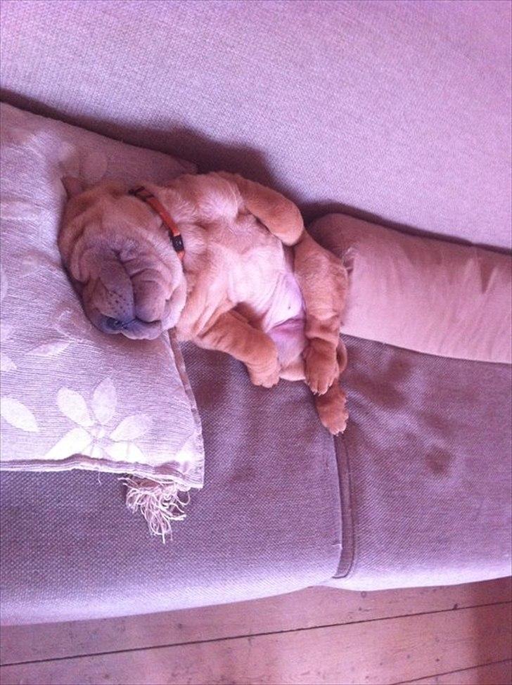 Shar pei Belle - Putning i sofaen billede 10