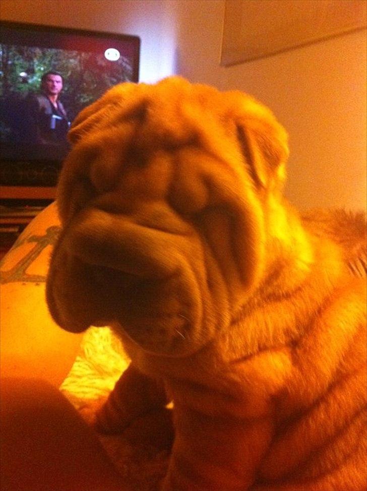 Shar pei Belle - Første aften efter vi havde hentet hende billede 11