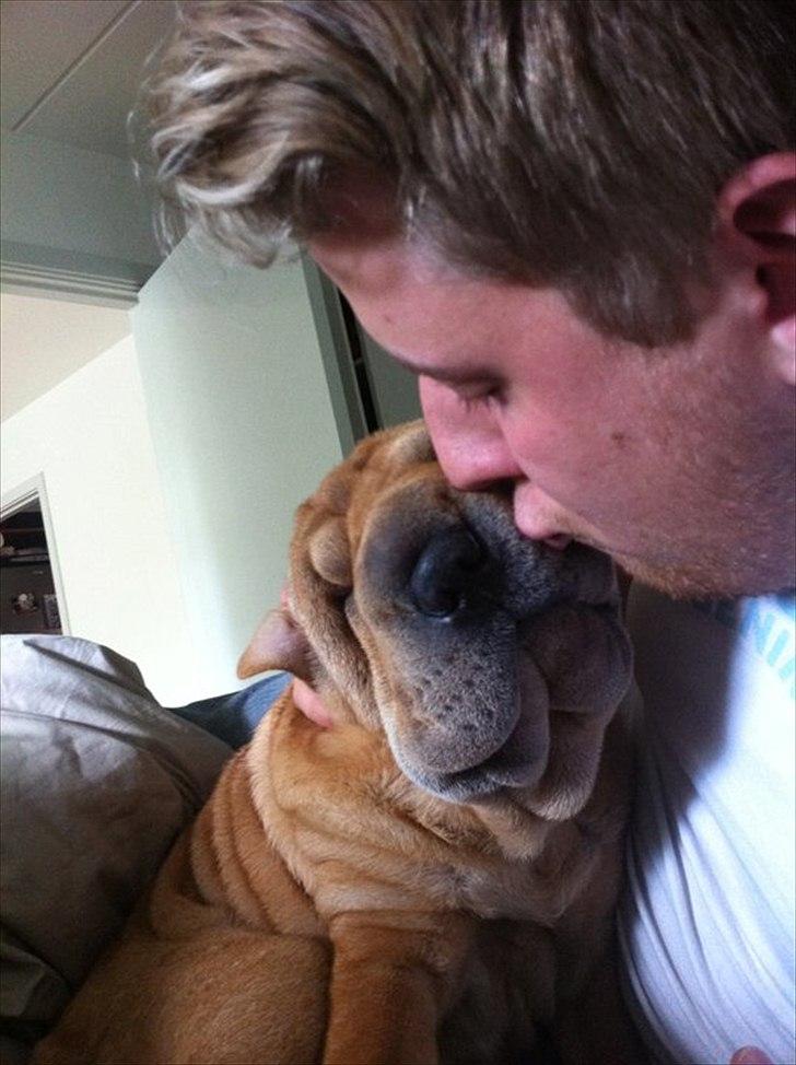 Shar pei Belle - Farmands pige billede 12