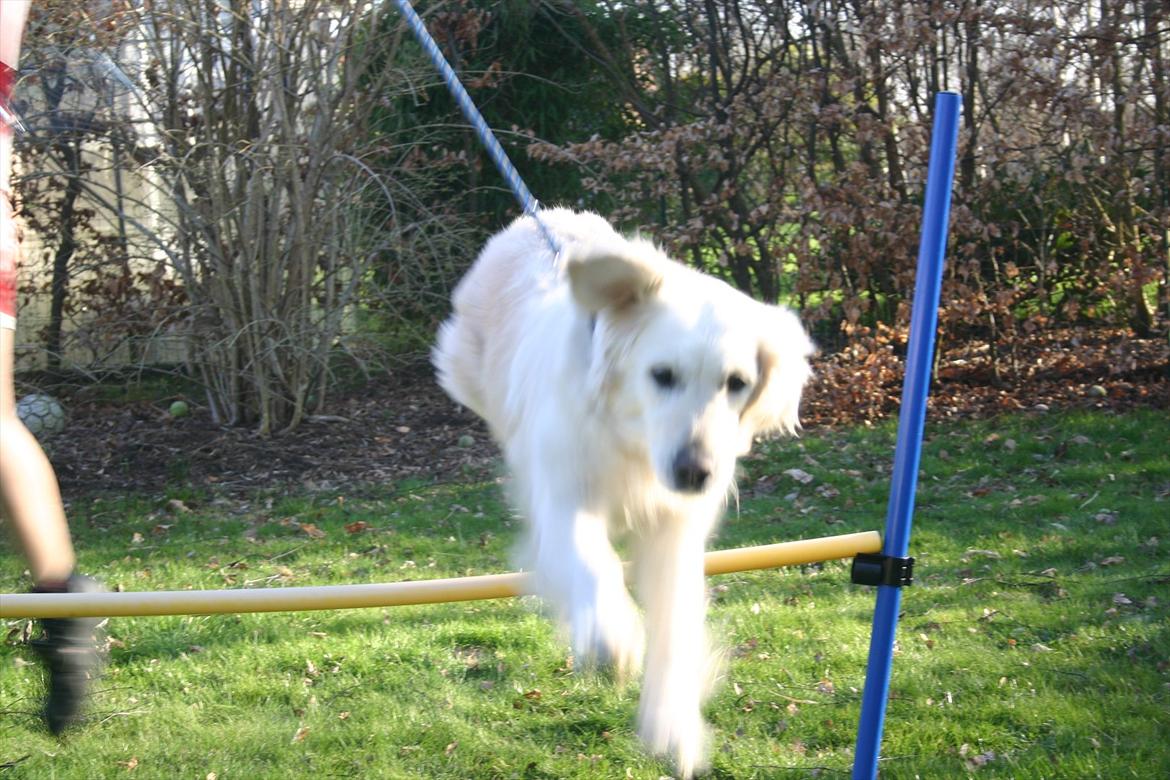 Golden retriever Alou billede 7