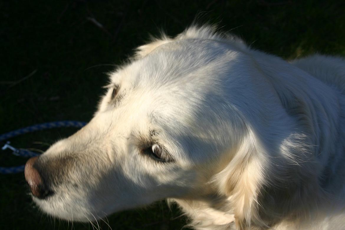 Golden retriever Alou billede 8