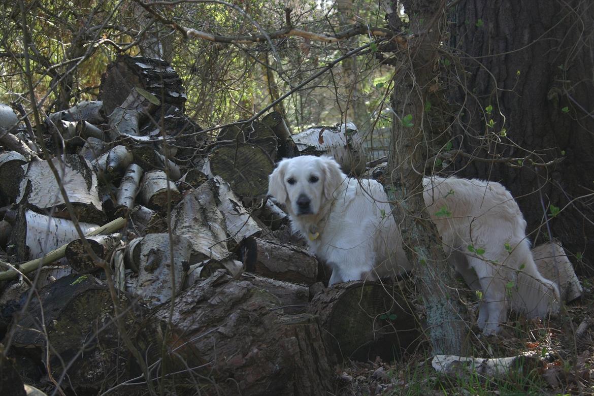 Golden retriever Alou billede 9