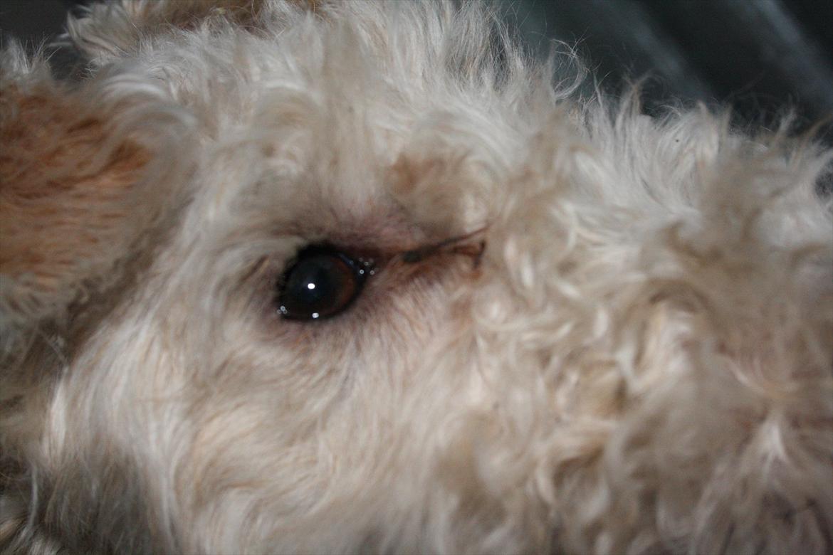 Ruhåret foxterrier Vega - My soulmate <3 billede 11