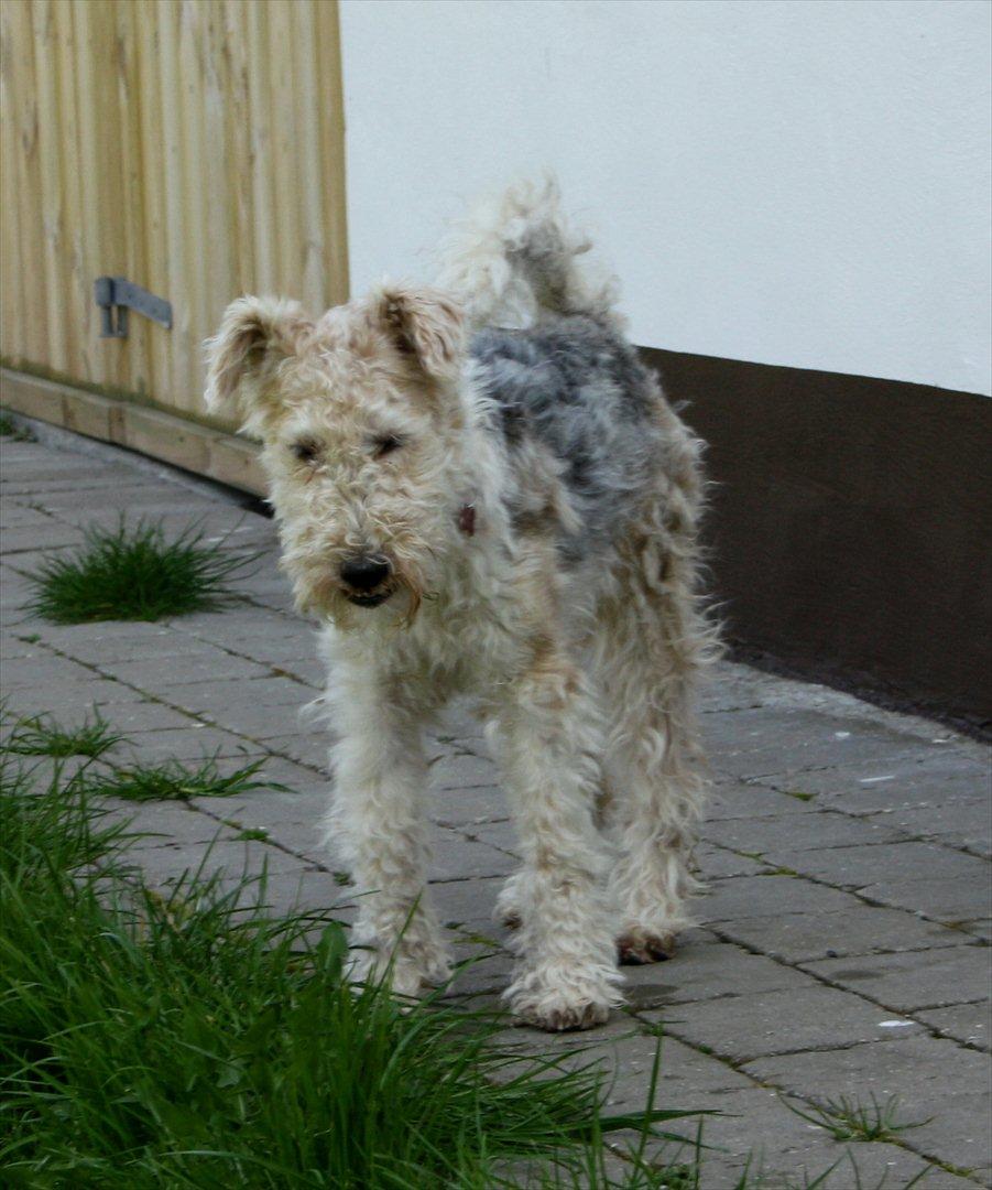 Ruhåret foxterrier Vega - My soulmate <3 billede 12