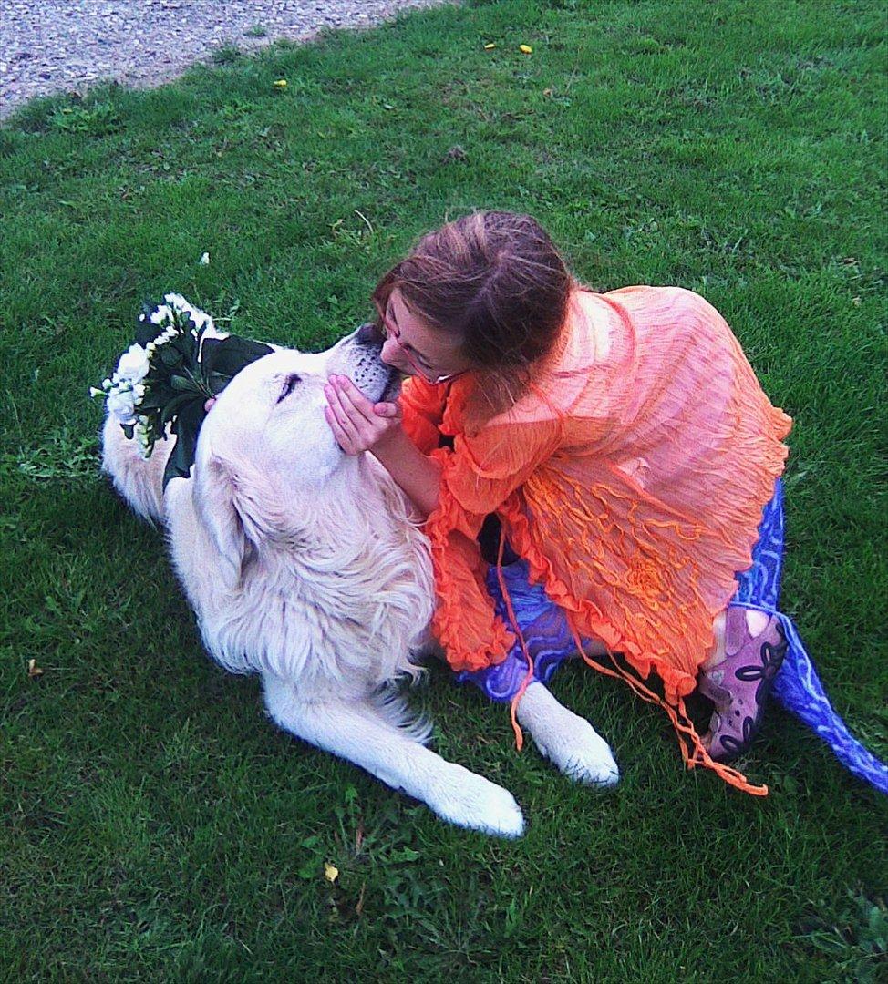 Golden retriever .* Prinsen *. - Prinsen der bliver gift med Ida :P <3  billede 1