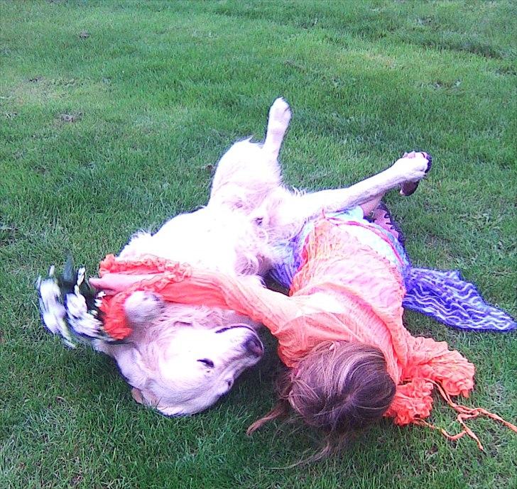 Golden retriever .* Prinsen *. - Prinsen der bliver gift med Ida :P <3  billede 3