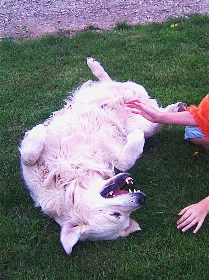 Golden retriever .* Prinsen *. billede 4