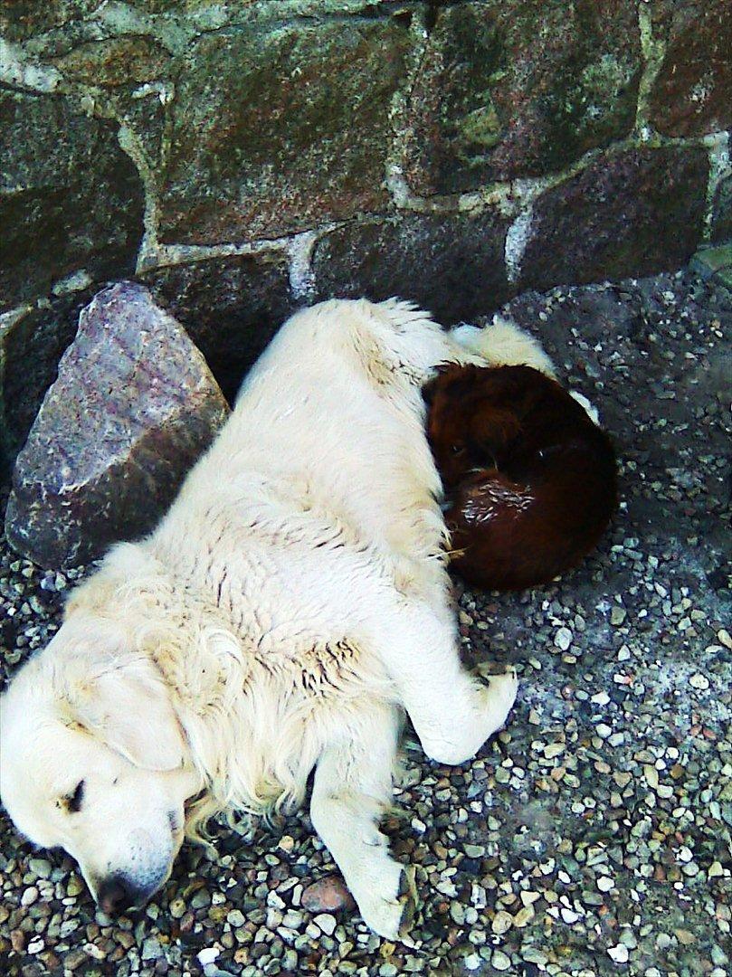 Golden retriever .* Prinsen *. - Prinsen og Tulle der ligger og hygger :-* billede 6