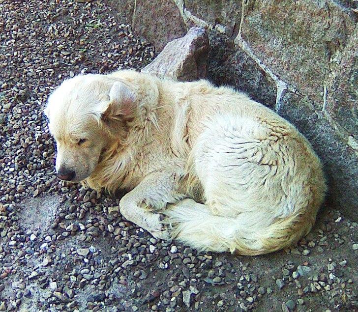 Golden retriever .* Prinsen *. billede 7