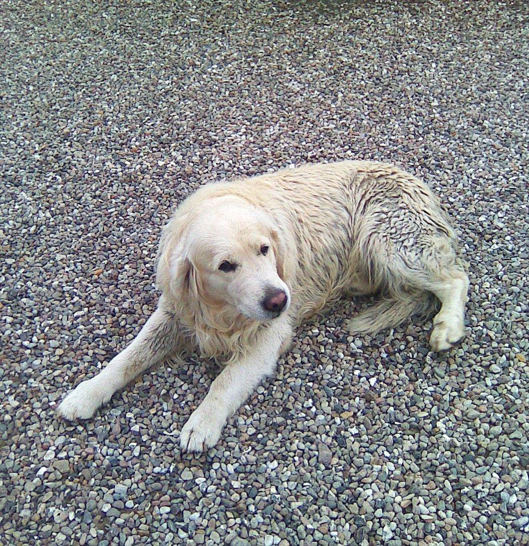 Golden retriever .* Prinsen *. billede 9