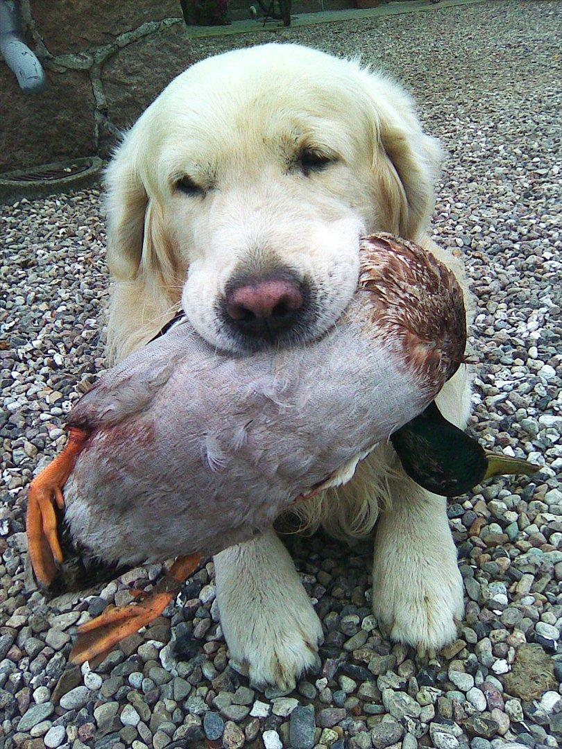 Golden retriever .* Prinsen *. - En stolt prinsen som viser sit bytte frem :-D billede 8