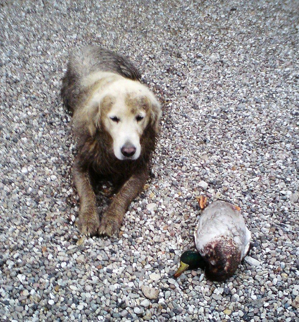 Golden retriever .* Prinsen *. - Prinsen som lige er kommet hjem efter at have været en tur nede ved søen for at fange Fasaner ;)!  billede 2