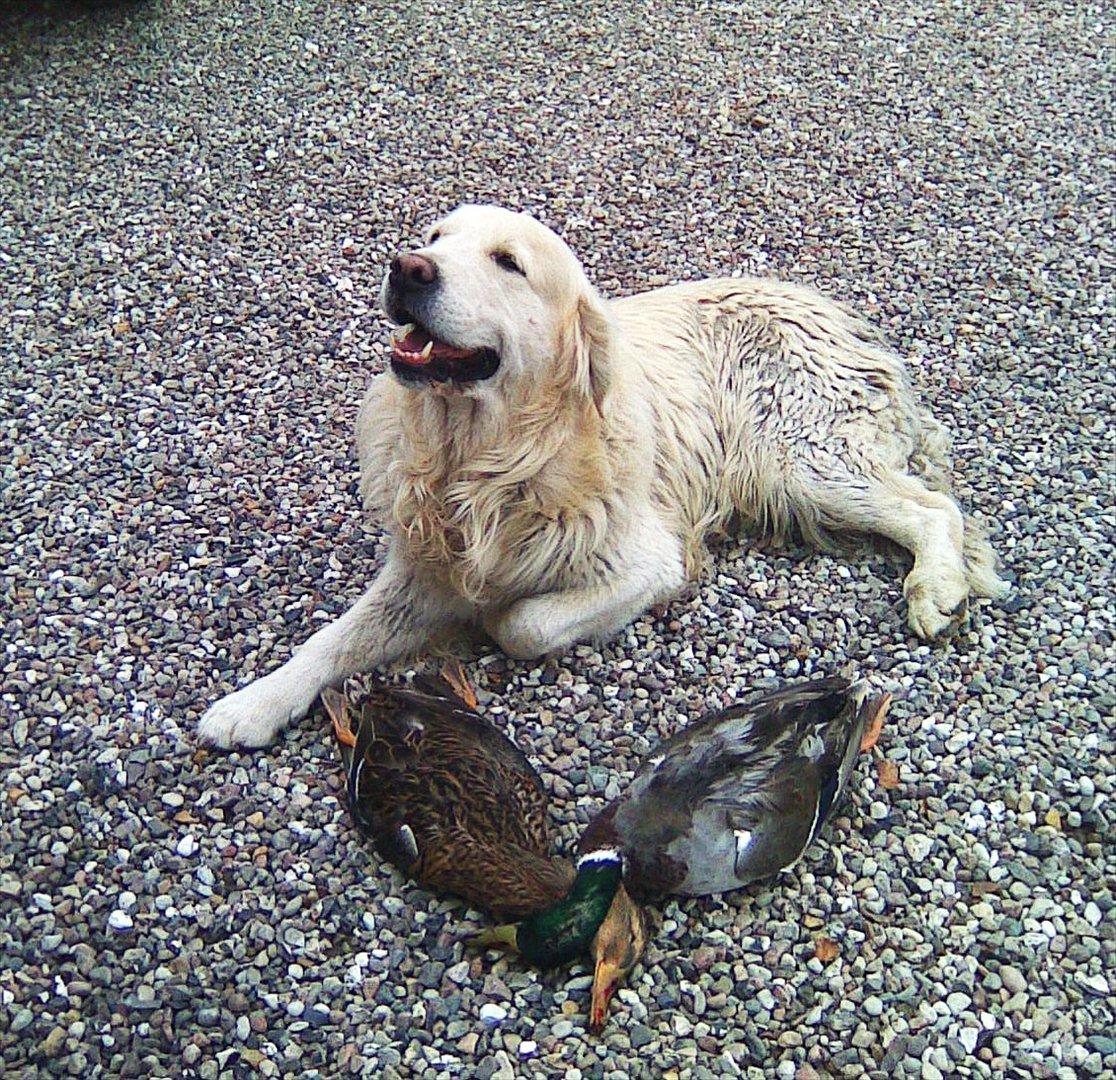 Golden retriever .* Prinsen *. - Prinsen som helt selv har været ude og fange de her to fugle :D  billede 5