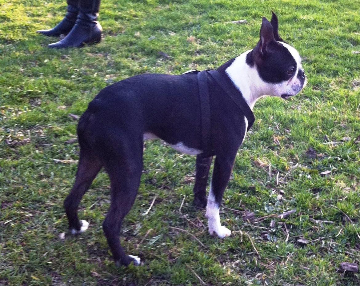 Boston terrier Alfred AKA Andersand billede 4