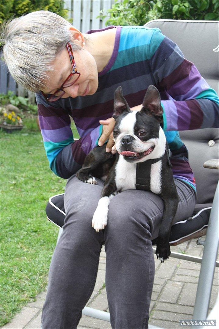 Boston terrier Alfred AKA Andersand billede 5