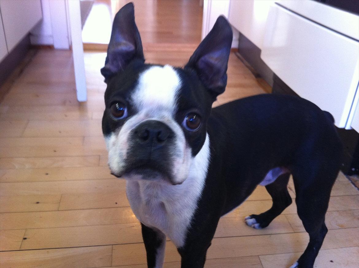 Boston terrier Alfred AKA Andersand billede 6