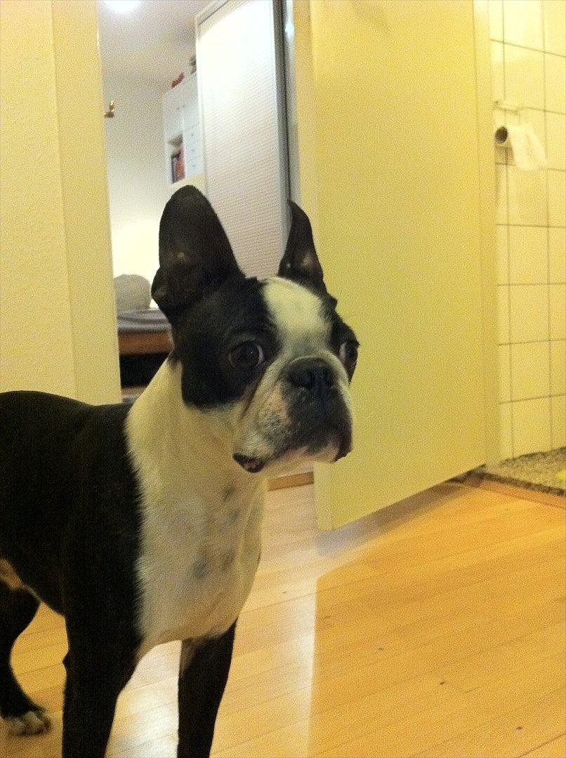 Boston terrier Alfred AKA Andersand billede 7