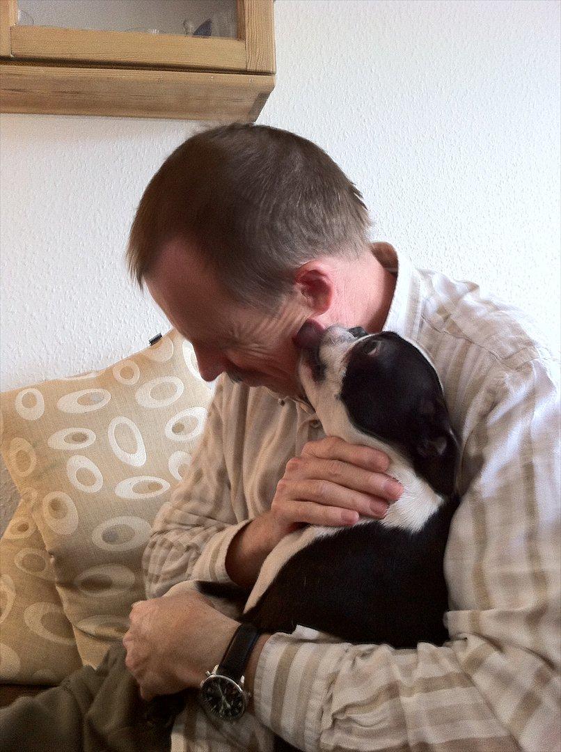 Boston terrier Alfred AKA Andersand billede 8