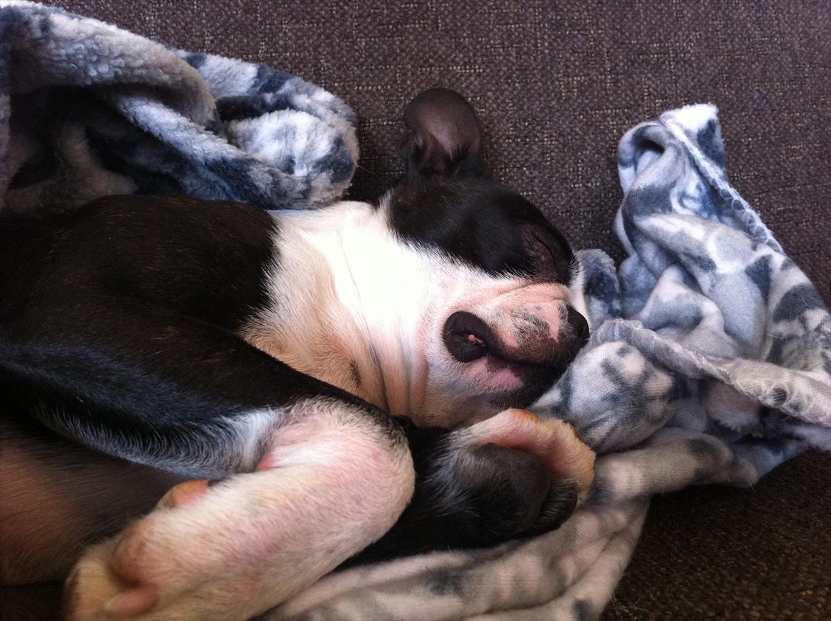 Boston terrier Alfred AKA Andersand billede 9