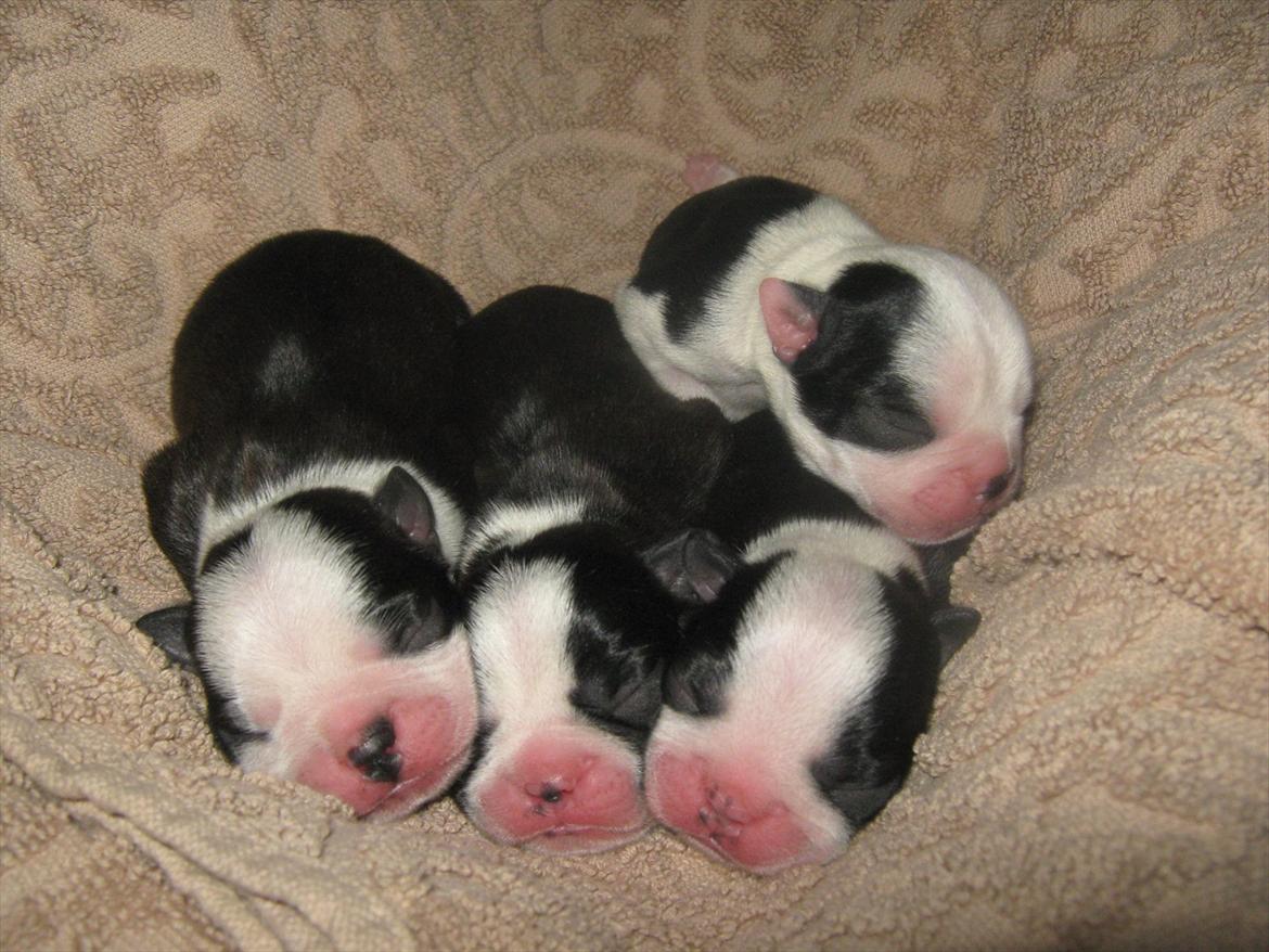 Boston terrier Alfred AKA Andersand billede 11