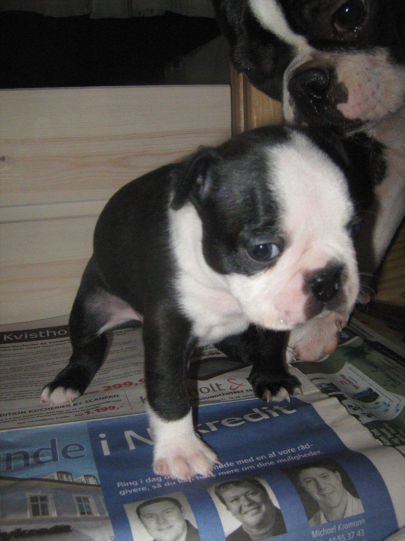 Boston terrier Alfred AKA Andersand billede 12