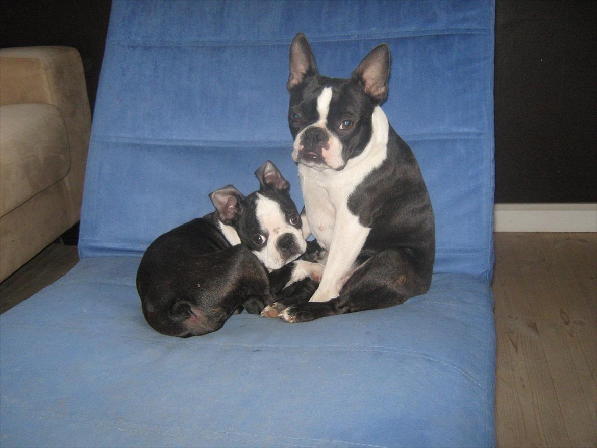 Boston terrier Alfred AKA Andersand billede 13