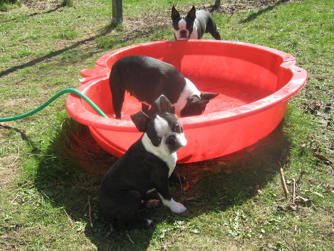 Boston terrier Alfred AKA Andersand billede 14