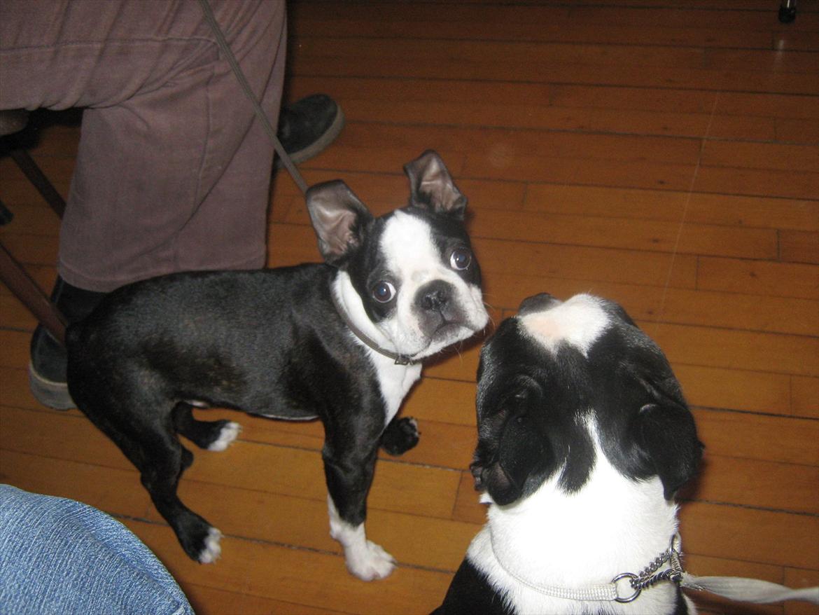 Boston terrier Alfred AKA Andersand billede 15