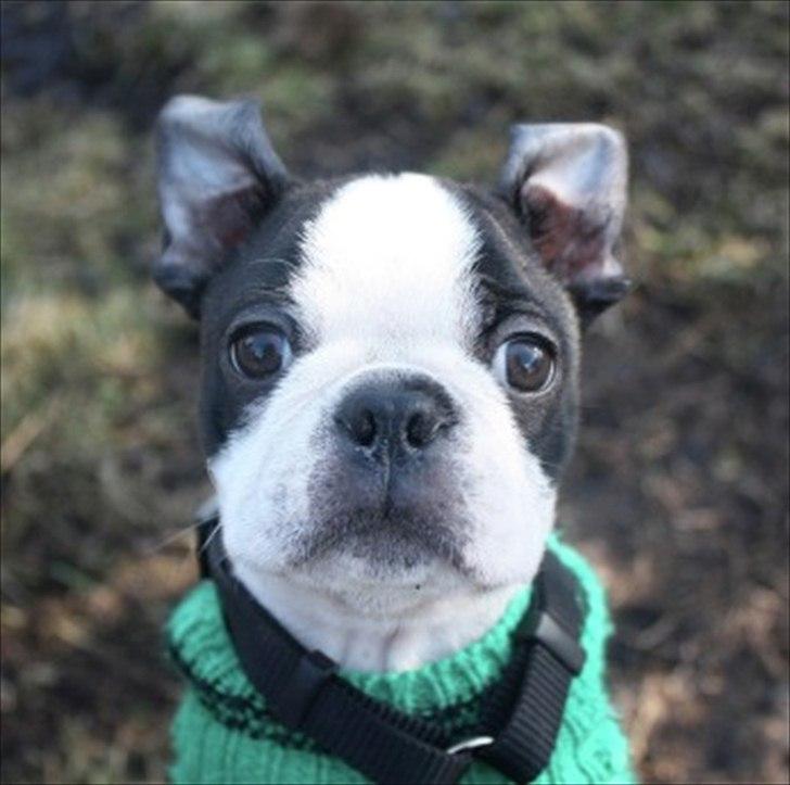 Boston terrier Alfred AKA Andersand billede 10