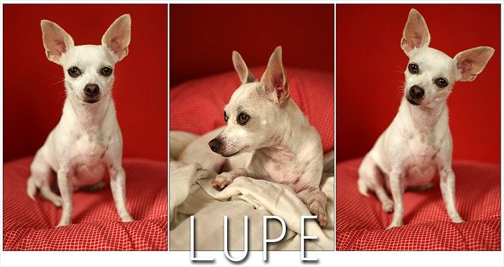 Chihuahua Guadalupe (Lupe) - JULI 2011.. Mor tester nyt foto udstyr billede 2