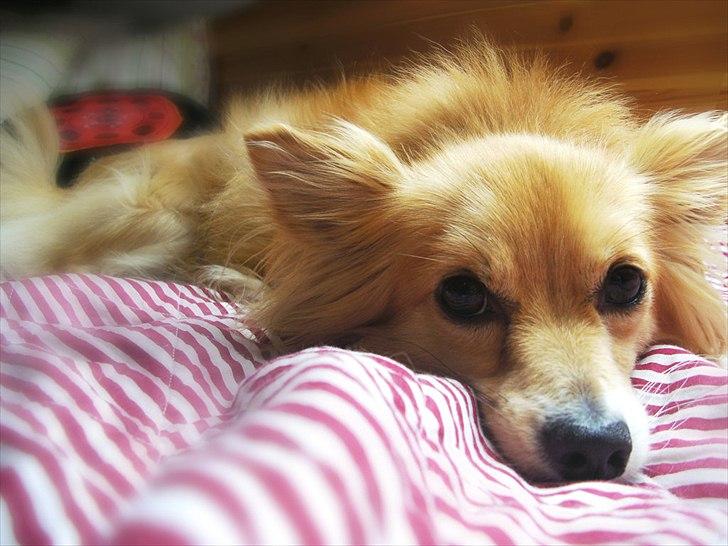 Blanding af racer Vaks [Himmelhund] billede 20