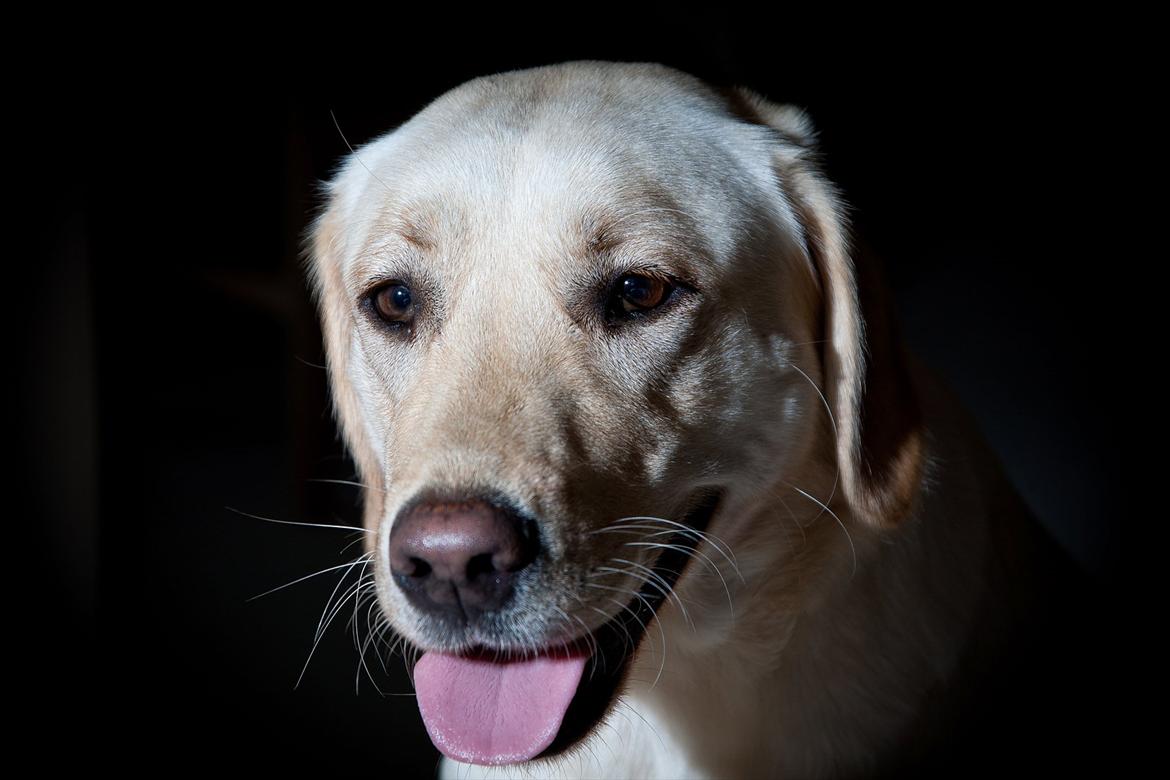 Labrador retriever Cleo - 9/7-11 . Er personligt helt vild med det her billede :) 
Taget af: Leif Sørensen billede 20