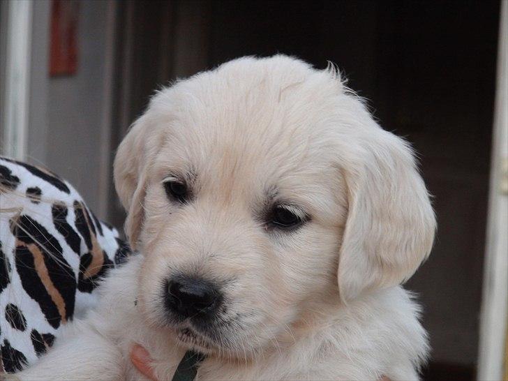 Golden retriever Goldenparnas Excalibur - Excalibur 7 uger - hos opdrætter billede 6