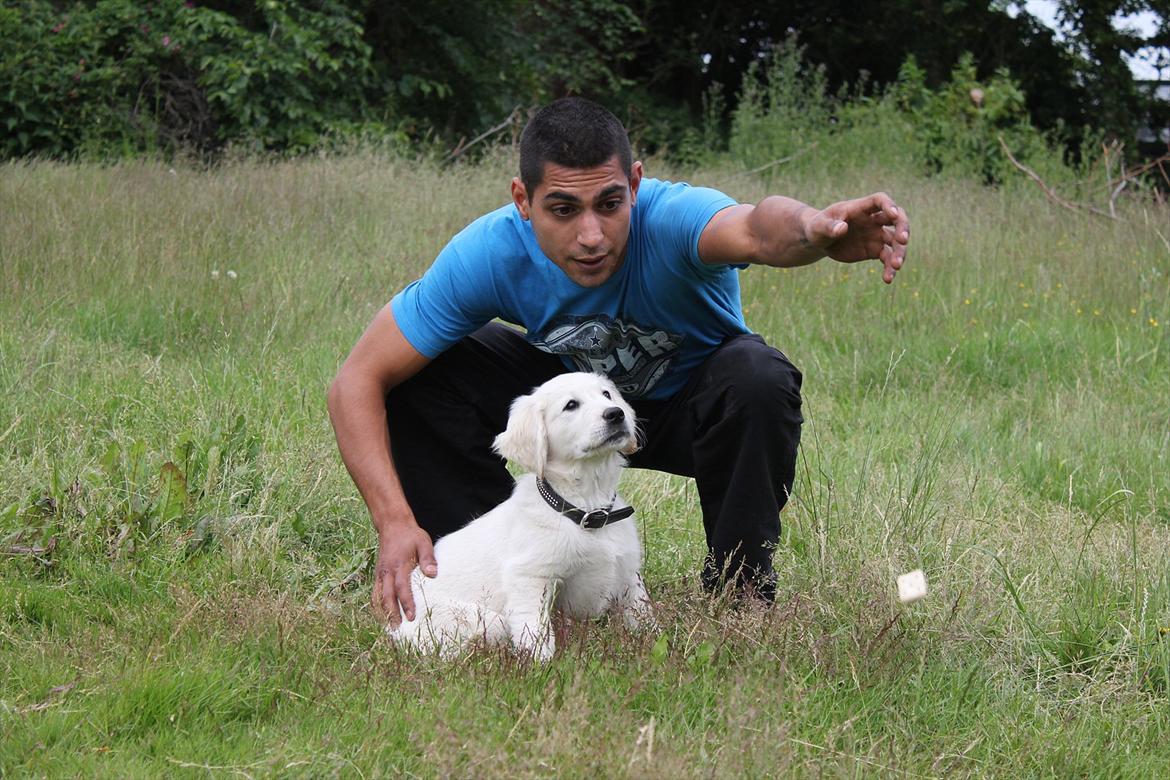 Golden retriever Goldenparnas Excalibur - Cali og far træner i haven :) billede 7