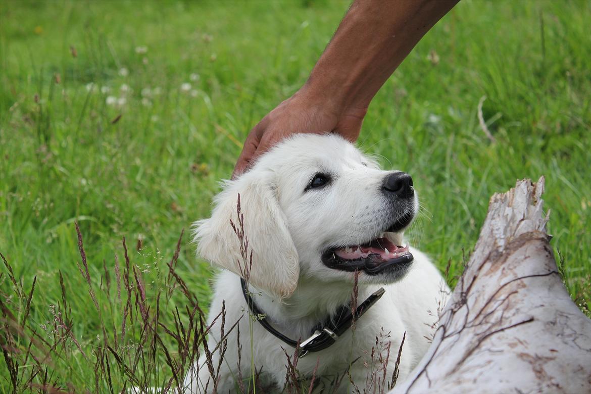 Golden retriever Goldenparnas Excalibur - Uhh, det er skønt at blive nusset! billede 8