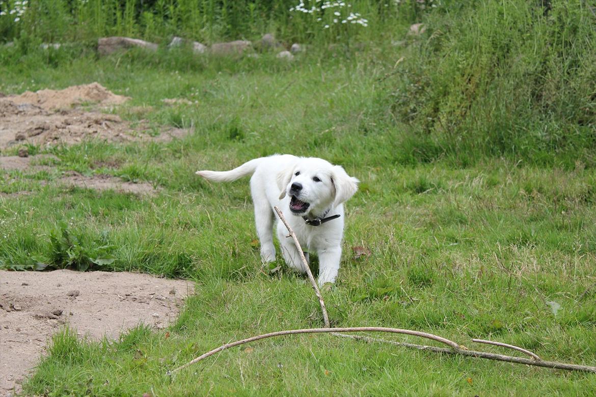 Golden retriever Goldenparnas Excalibur - Haps ;) billede 9