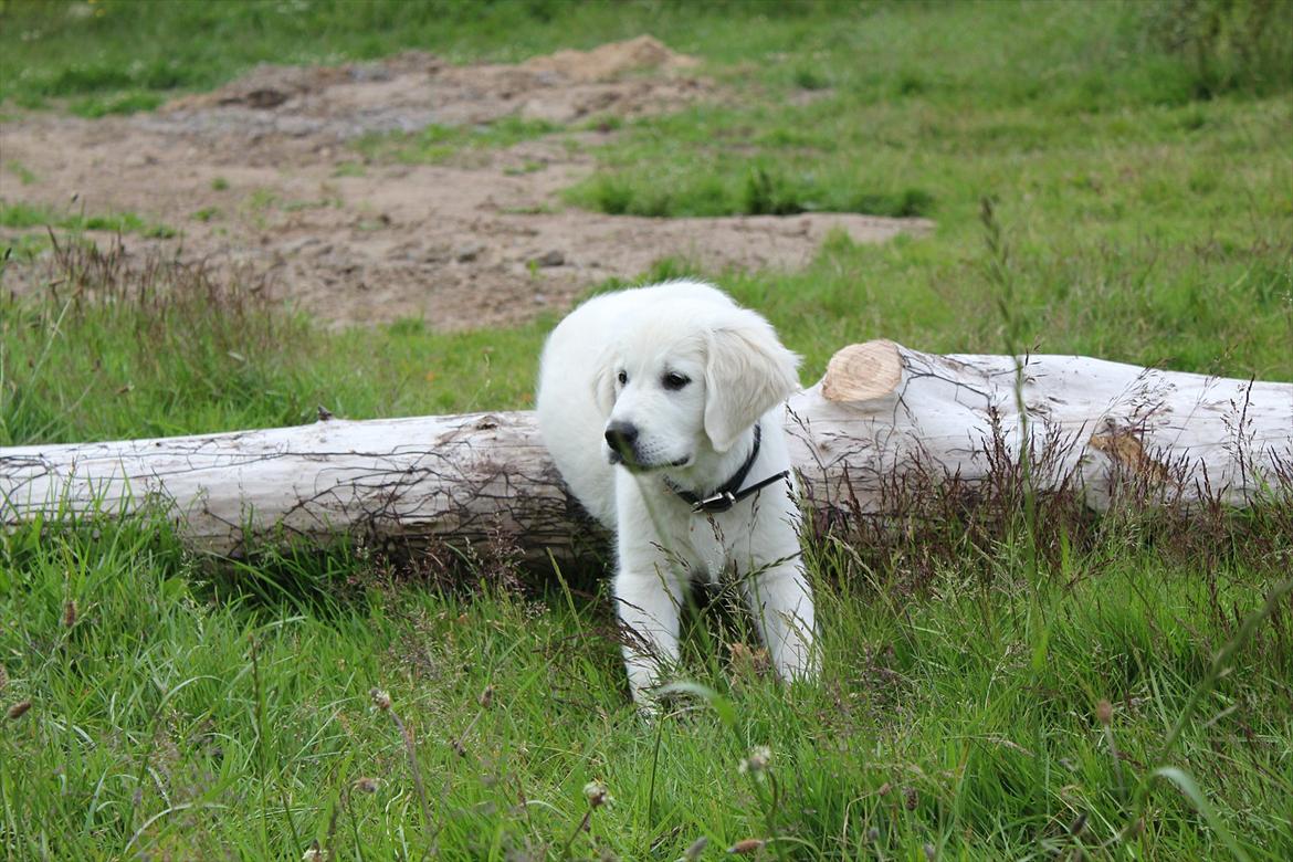 Golden retriever Goldenparnas Excalibur - 'Her ligger jeg da meget godt' ;) billede 10