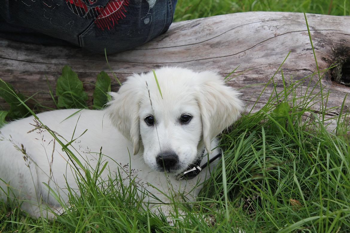 Golden retriever Goldenparnas Excalibur - Lille smukke mand :)
 billede 11