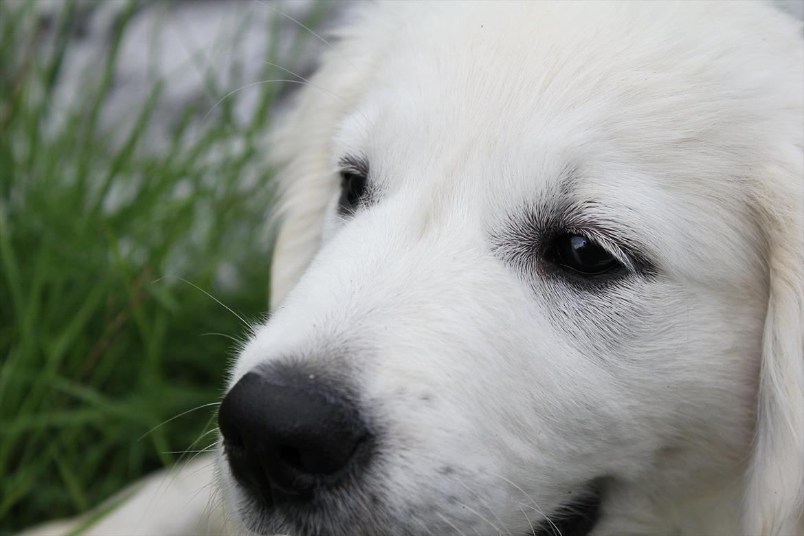 Golden retriever Goldenparnas Excalibur - <3 billede 12