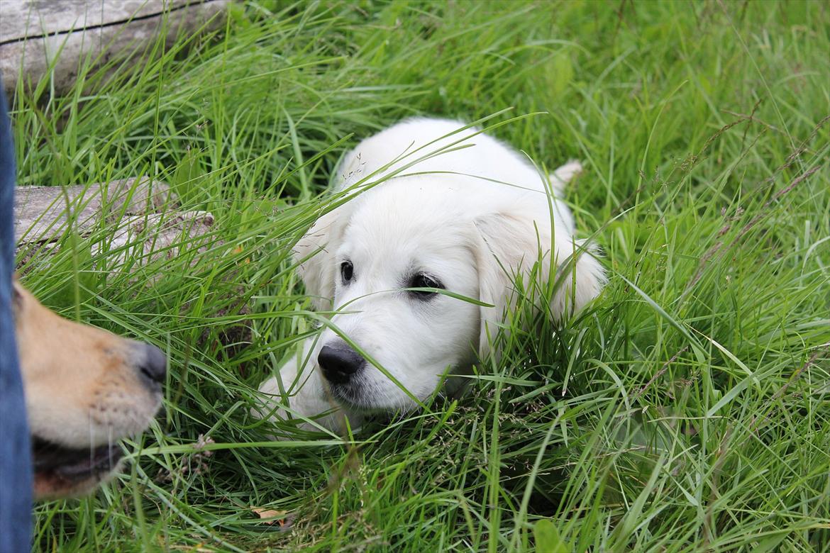 Golden retriever Goldenparnas Excalibur - Calibur ligger på lur ;)
 billede 13