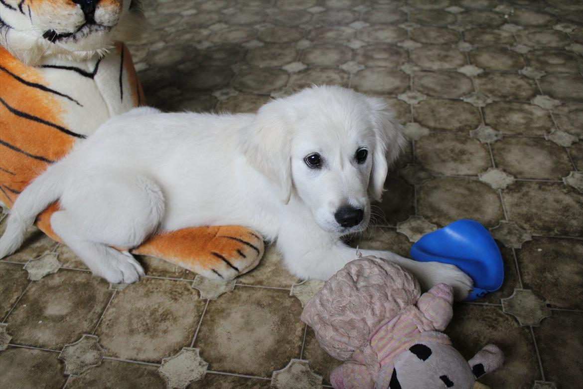 Golden retriever Goldenparnas Excalibur - Excalibur elsker sit legetøj :D billede 14
