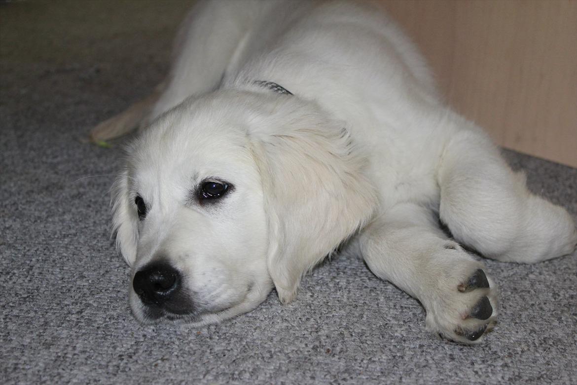 Golden retriever Goldenparnas Excalibur - En træt manse <3 billede 15