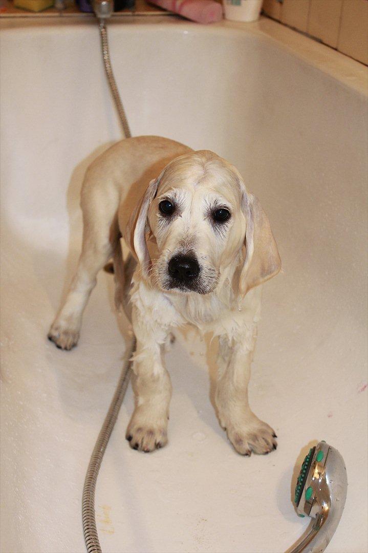 Golden retriever Goldenparnas Excalibur - Calibur i bad :D billede 16