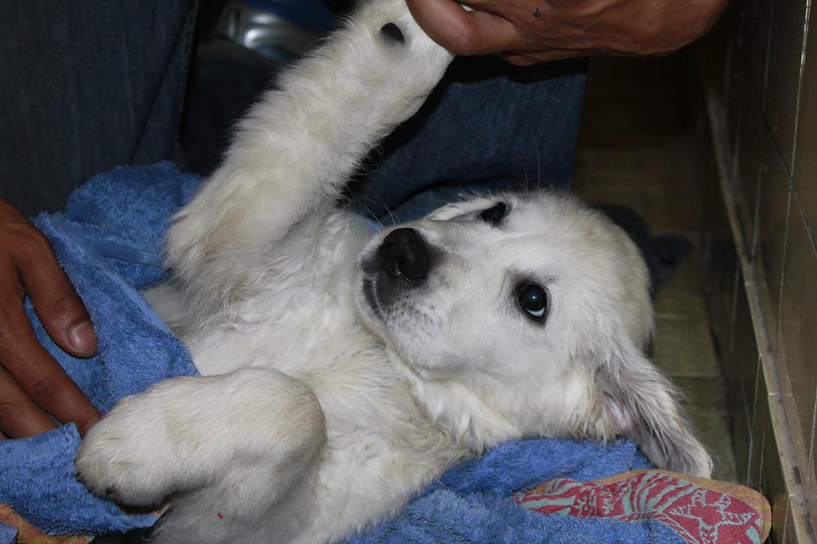 Golden retriever Goldenparnas Excalibur - Det er nu dejligt nok at blive tørret af far :) billede 17