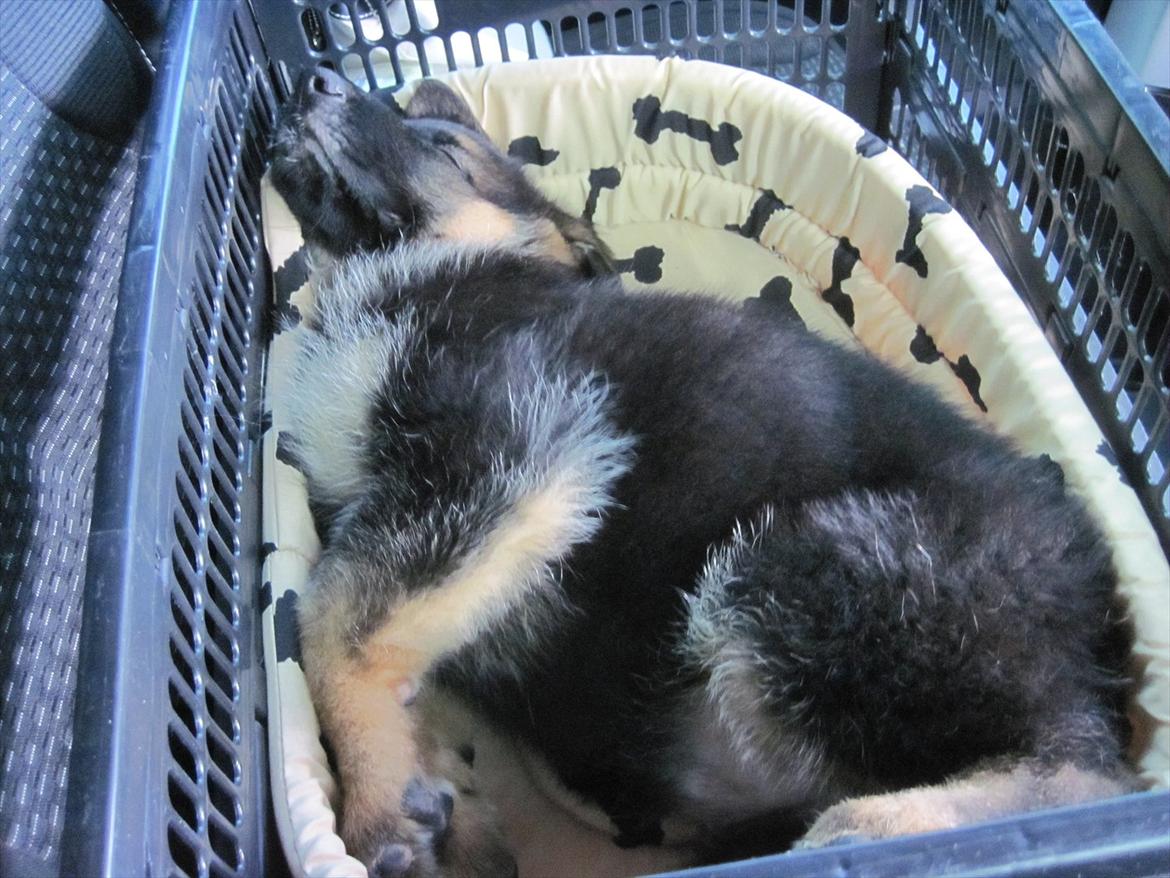 Schæferhund Team Marlboro Paik (Rex) - På vej hjem med min nye mor og far. billede 1