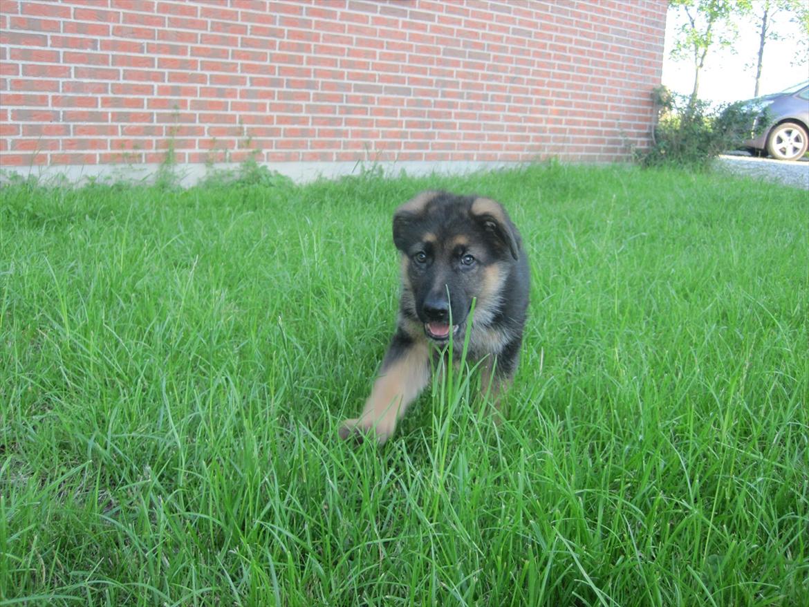 Schæferhund Team Marlboro Paik (Rex) - Netop ankommet til mit nye hjem. billede 2