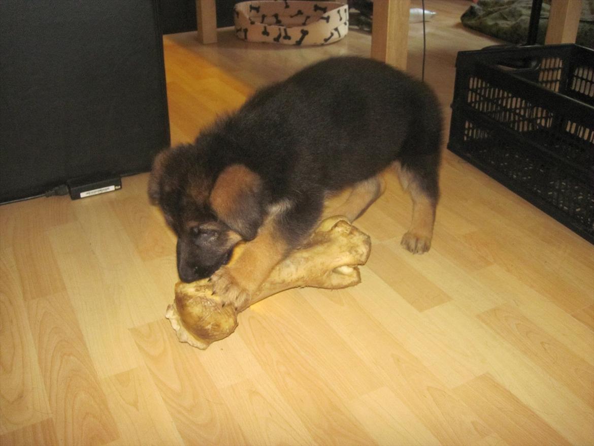 Schæferhund Team Marlboro Paik (Rex) - Fandt lige et lille ben som passer perfekt til mig. billede 3